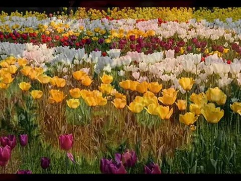 Trio Los Panchos - Quizás, quizás, quizás(キサス・キサス・キサス)