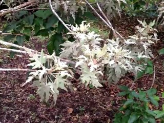 Bois de senteur blanc Faune et flores de la Réunion