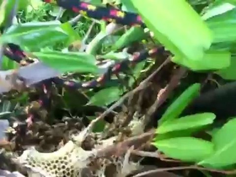 Pt.2 Bee Green Bee Hive Removal in Encino, Ca 877-675-6102