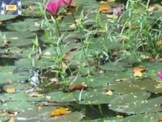 Jal Tal Tal Talpukure-  Bani Ghoshal .