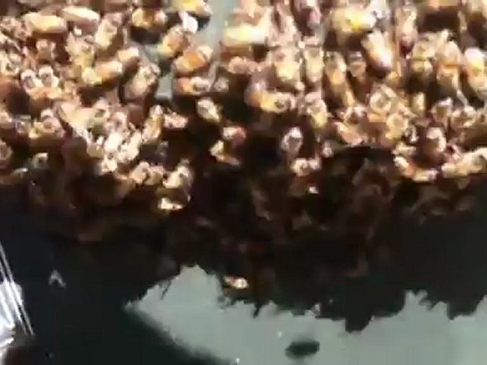 Bee Swarm Removal By Bee Green in West Covina, Ca ...