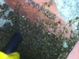 Bee Swarm Removal By Bee Green in Los Angeles, Ca ...