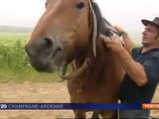 Des chevaux dans les vignes