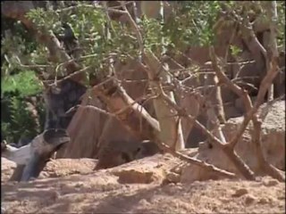 Cachorros de suricatas (Bioparc Valencia)