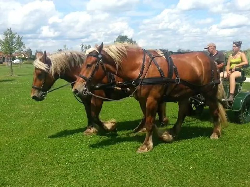 Tonte des espaces vert de la zone de loisirs du lac de Vesoul-Vaivrepar des chevaux de trait comtois