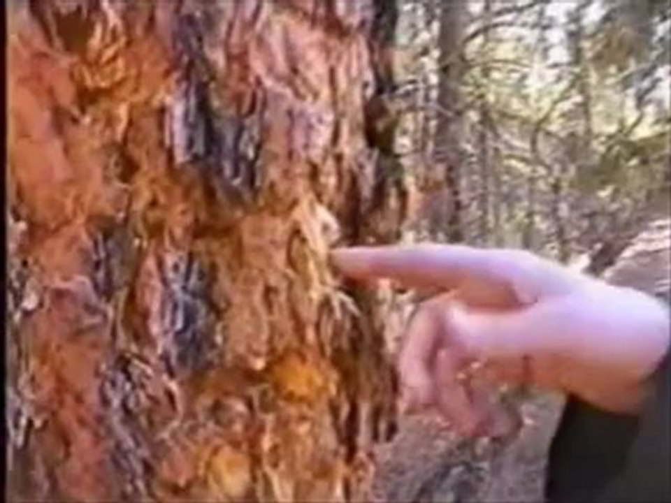 reb's voice/accent/laugh