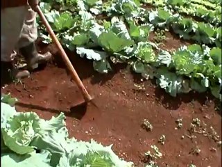 175 The power of community. How Cuba survived peak oil (Faith Morgan, 2006)