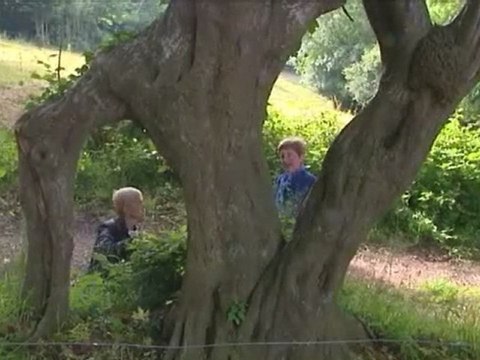 Promenons-nous dans les bois: les ifs millénaires du cimetière du Rotot (2/5)