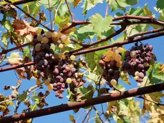 The Modern Luxury Varietal: Celebrity Cruises’ Global ...