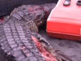 ZAPPING ACTU DU 12/07/2012 - Un alligator de plus de trois mètres de long arrache le bras d'un adolescent !