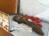 Esquilo finge-se de morto