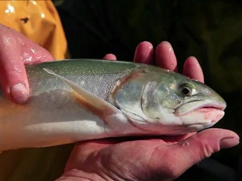 L'Omble Chavalier - La Vie de Chalet Episode 53 Saison 2 Série 2