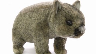 wombat gris 37 cm