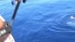 Marquage thon rouge en Corse en no-kill 8 et 9 Juillet 2012 Bastia Offshore Fishing