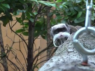 Temporada de nacimientos