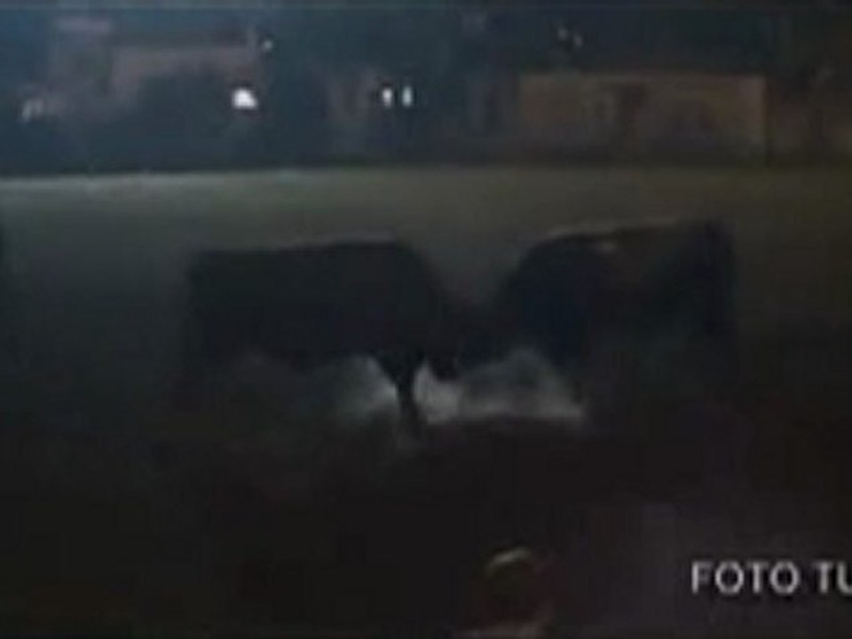 Kafkasör Festivali 2012 Boğa Güreşleri-Başboğa Kategorisi Güreşleri