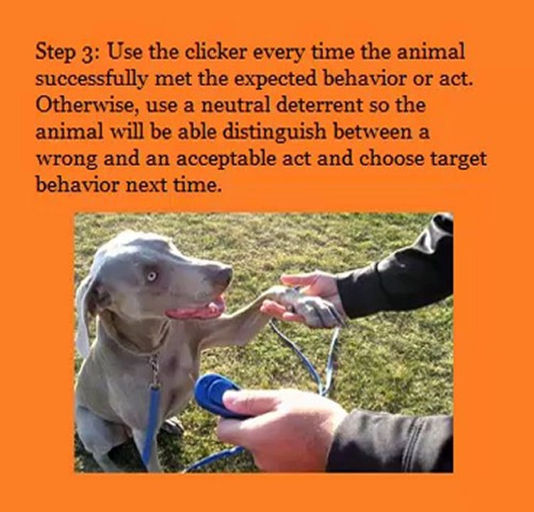 Clicker Training - Dog Obedience Training At Home