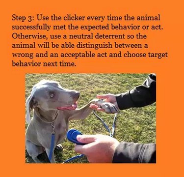 Clicker Training - Dog Obedience Training At Home