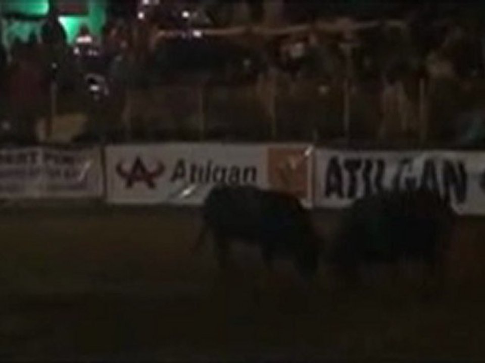 Kafkasör Festivali 2012 Boğa Güreşleri-Başboğa Kategorisi  Güreşleri (Horoz)