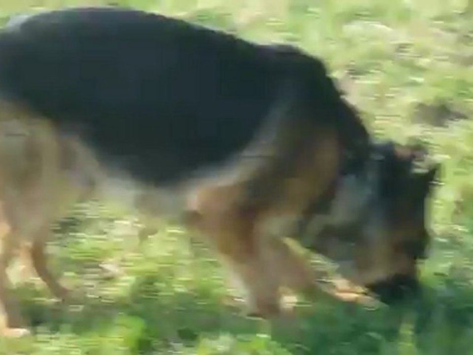 Chadia et Digger