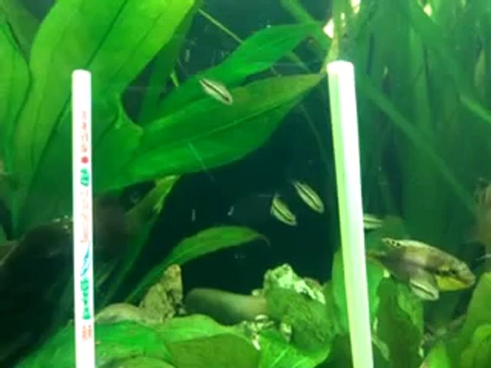 Alevins Subocellatus le 12 07 2012 (2 mois et demi environ)