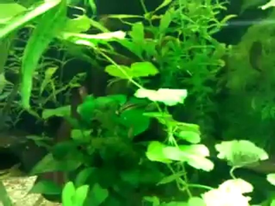 Alevins Subocellatus le 12 07 2012 (2 mois et demi environ) bis