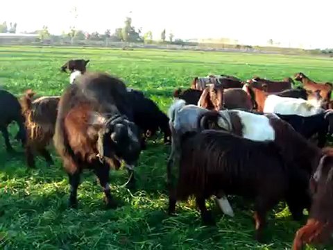 keçi çiftliği maliyeti HAZER EMLAK TEL: 0546 851 6657