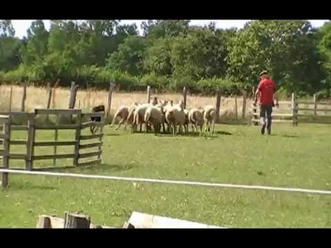 Galaxina 1ère sortie du cercle avec les brebis