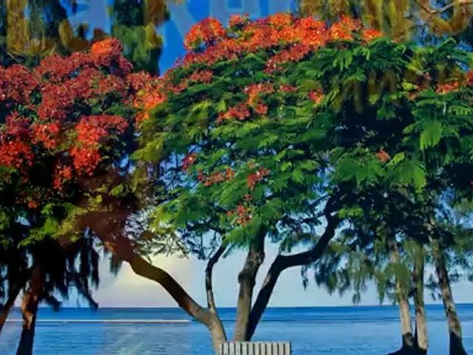 Jean Claude Borelly   Love Serenade (