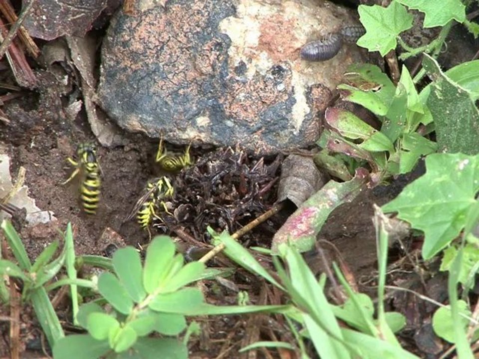 Yellow Jacket