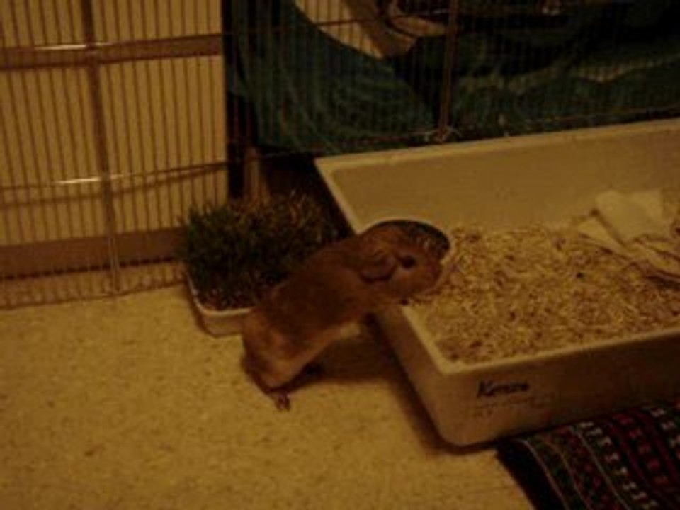 Petsye dans son parc