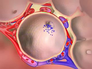 Respiration 3D Medical Animation