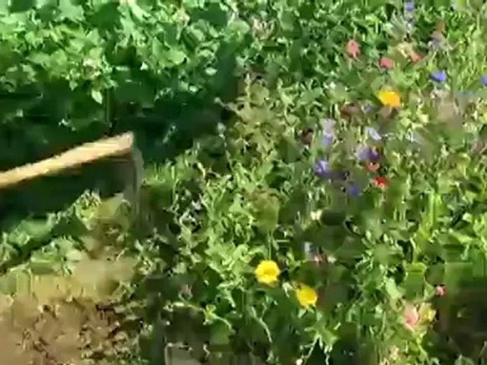 Andernach residents create a community garden | People