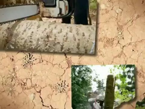 Nailor Tree Service - (256) 302-6100