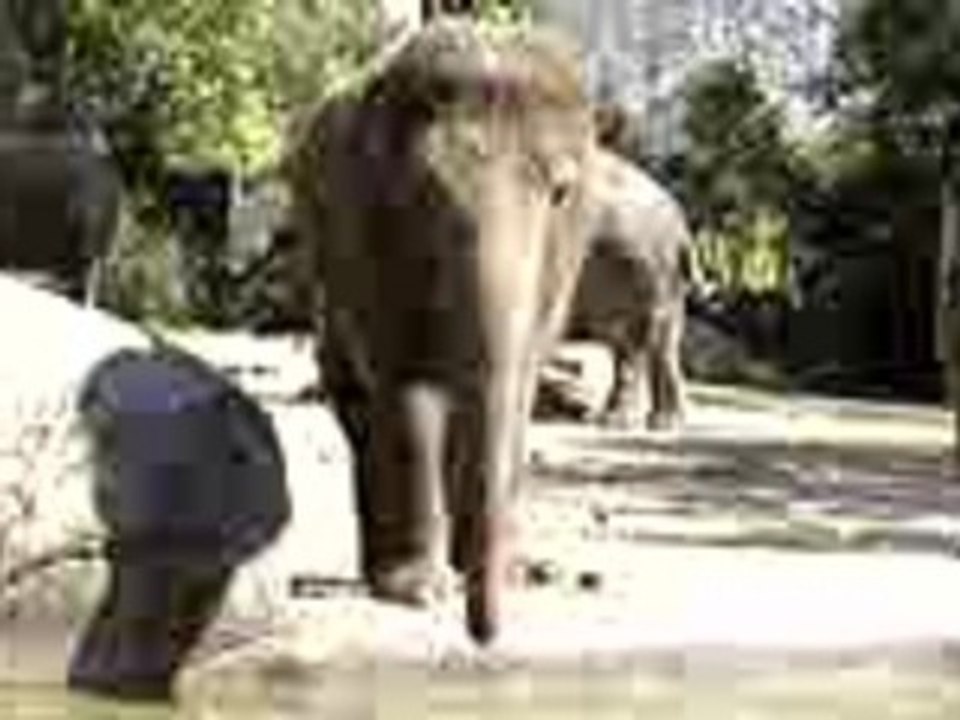 L'éléphant