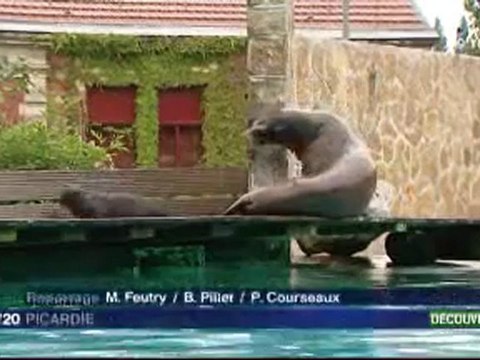 Amiens, le bébé otarie du zoo d'Amiens