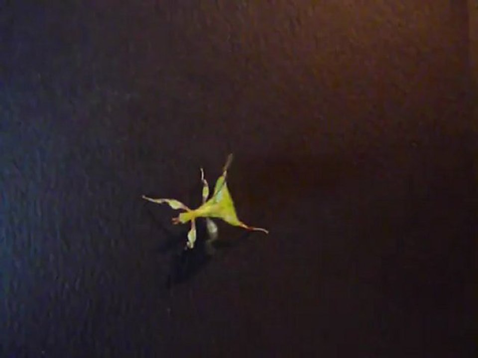 marche phasme feuille