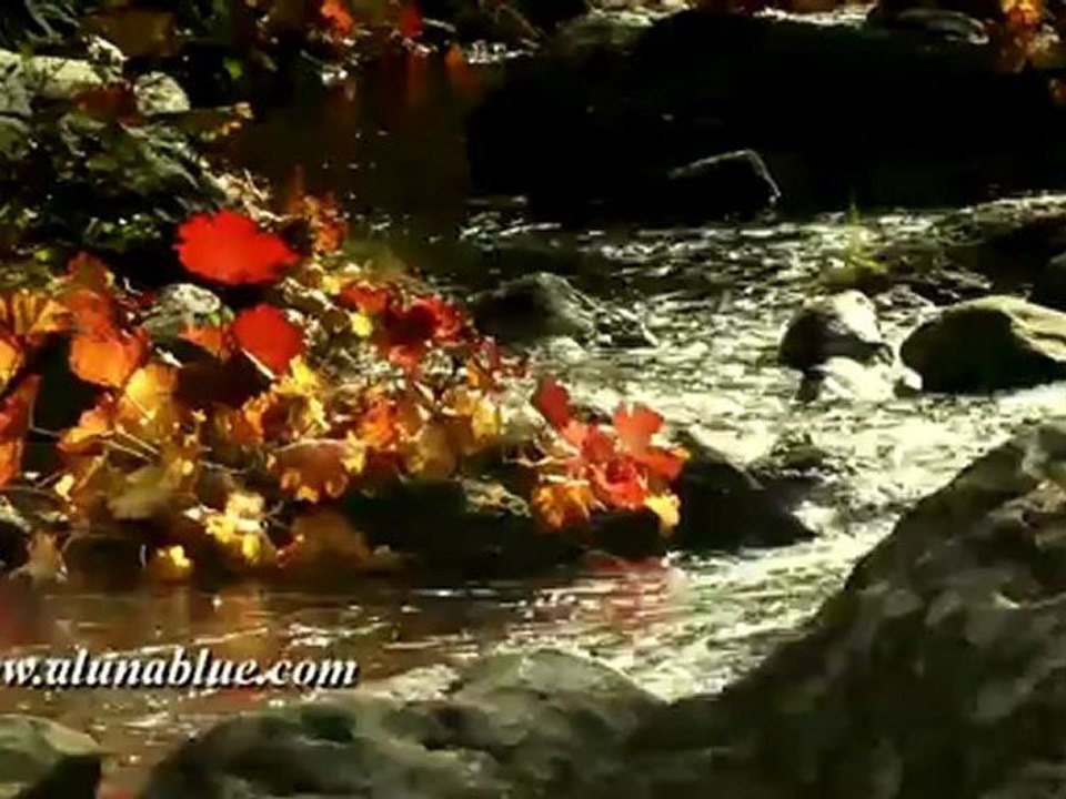 Stock Video - Autumn Gold clip 06 - Stock Footage - Fall Colors - Video Backgrounds