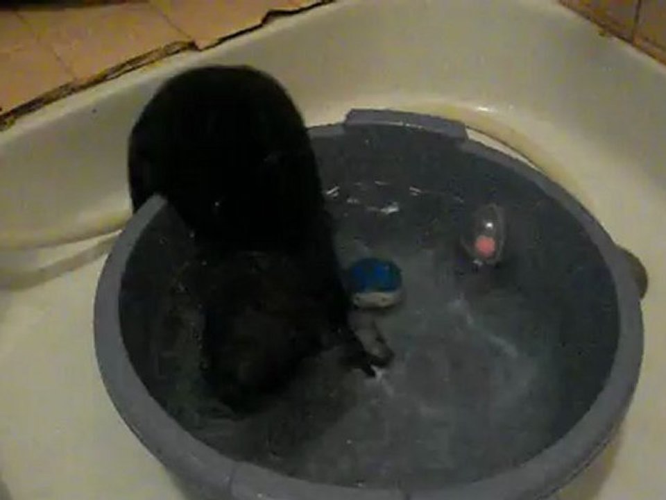 Rusko qui se rafarichi dans la bassine