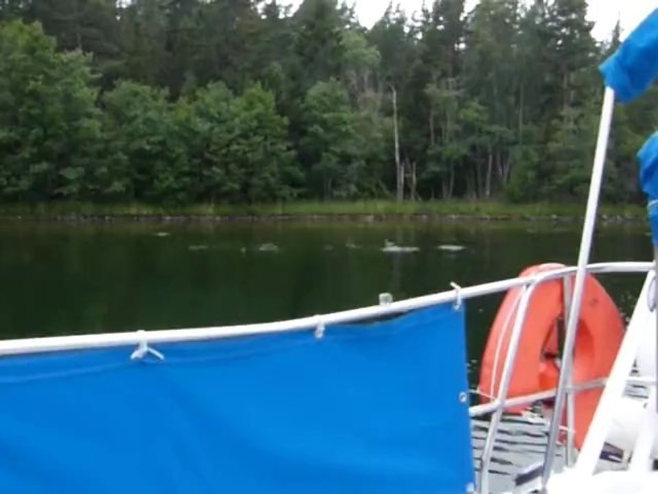 08-07-2012- Canards plongeurs