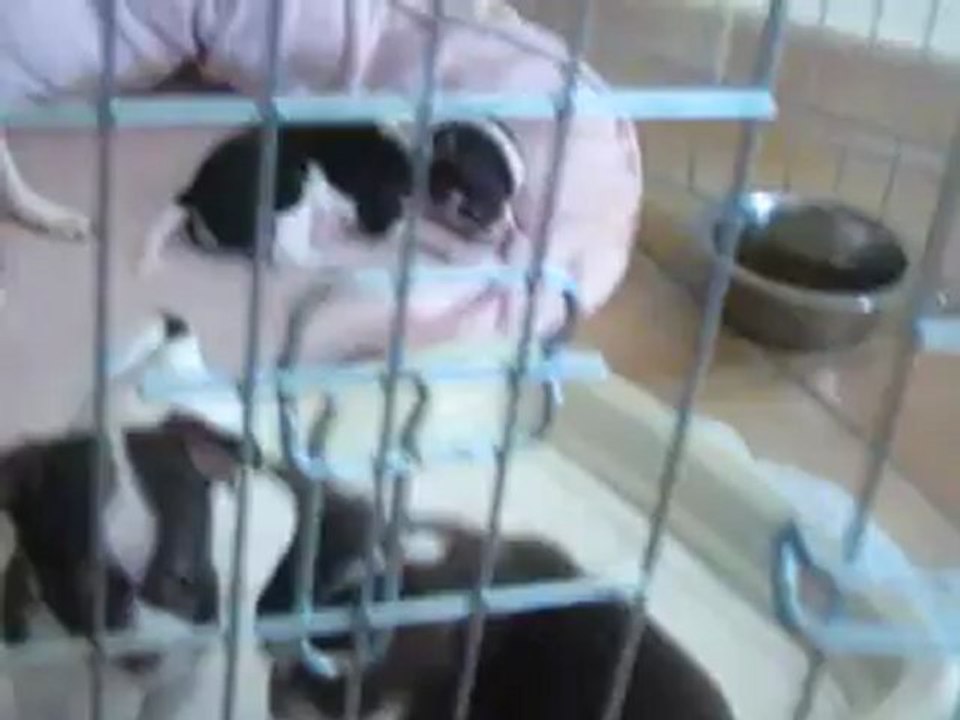 Bébés de Geisha à cinq semaines, trois mâles choco et blanc,LOF, petit gabarit!