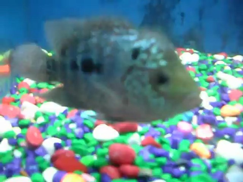 KAHTALI MIÇE(KİNG KAMFA)