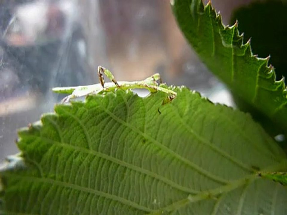 repas bébé phasme feuille