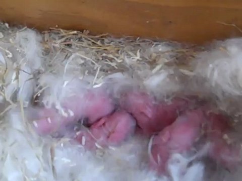 Bébés lapins nuage