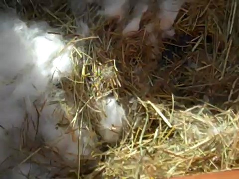 Bébés lapins plume