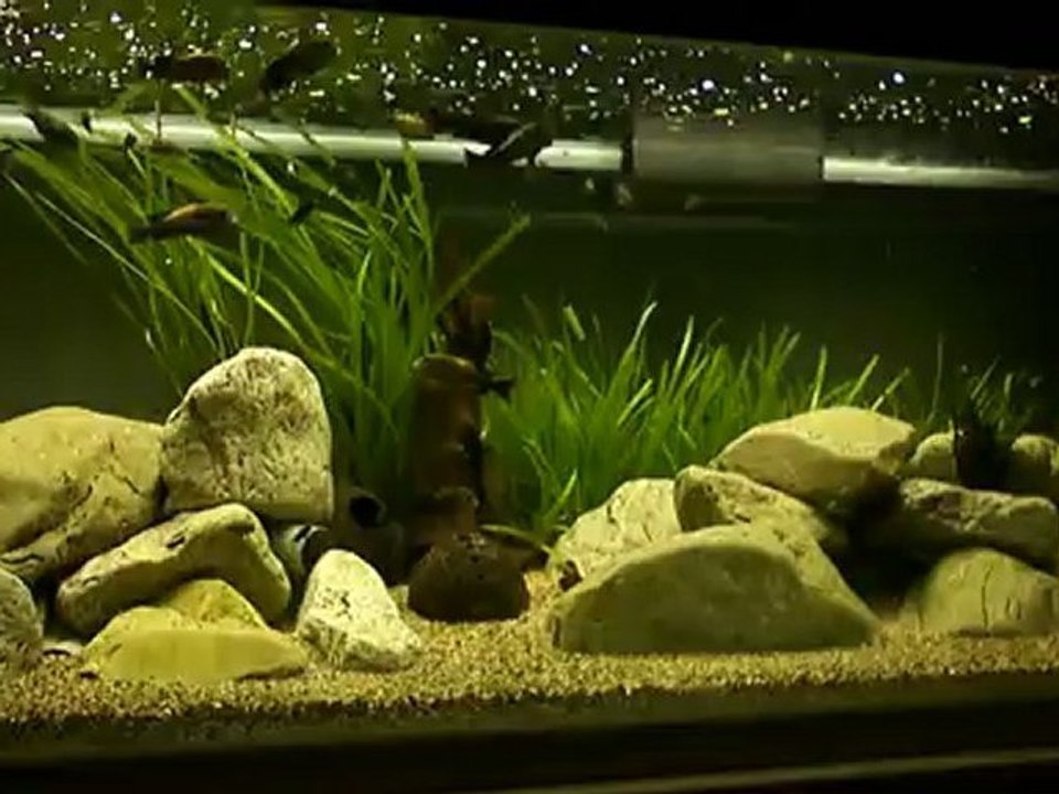 500l Tropheus black bemba (3)