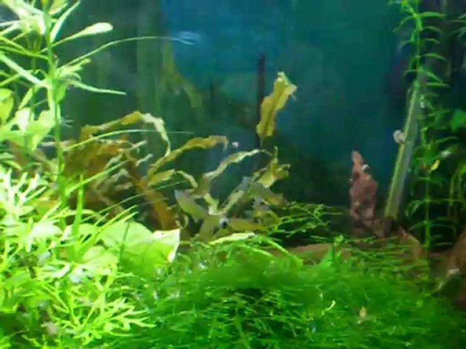 Pseudomugil gertrudae