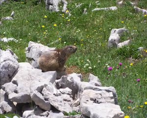 Ranc Traversier par le Pas de serre Brion au Pas Berrièves (Vercors Est)