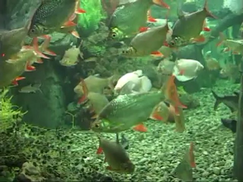 akvaryum