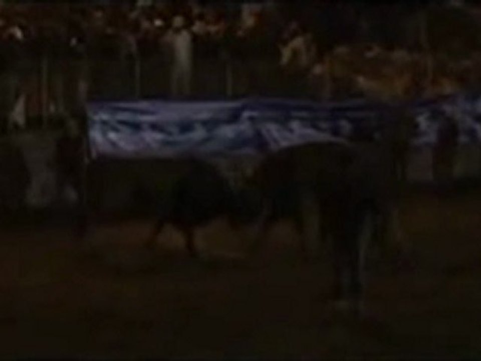 Kafkasör Festivali 2012 Boğa Güreşleri-Başboğa Yarı Final Güreşi